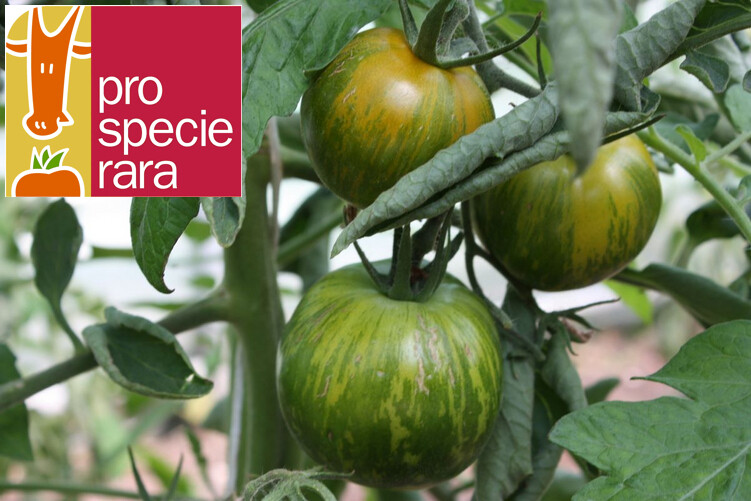 Tomate Green Zebra