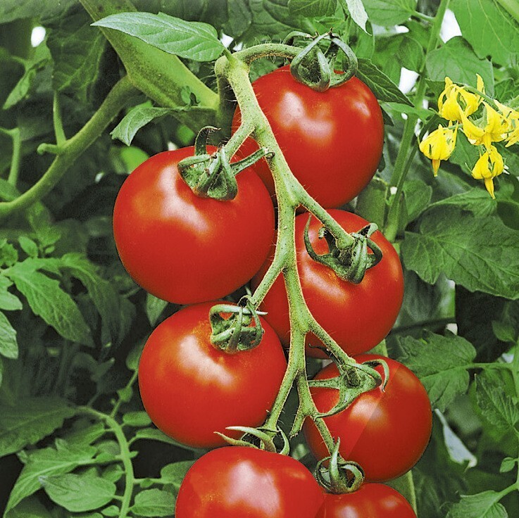 Tomate Cristal (greffée)