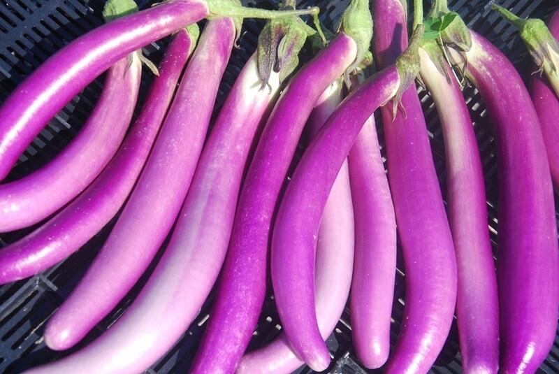 Aubergine Pink Lady