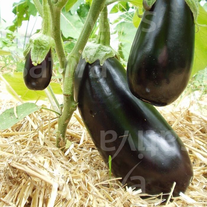 Aubergine Meronda