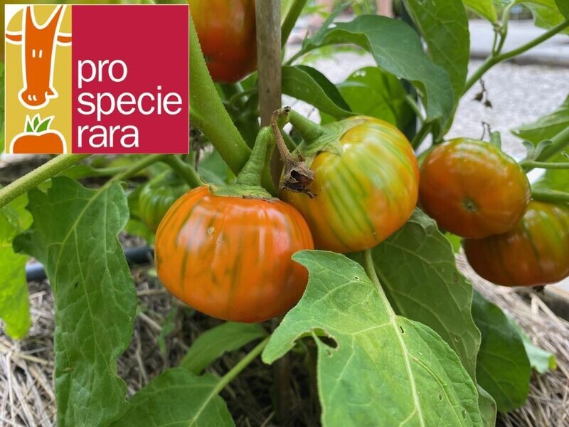 Aubergine Rossa di Napoli