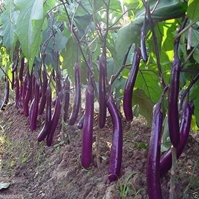 Aubergine Purple long