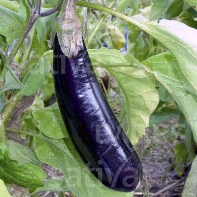 Aubergine Melonga