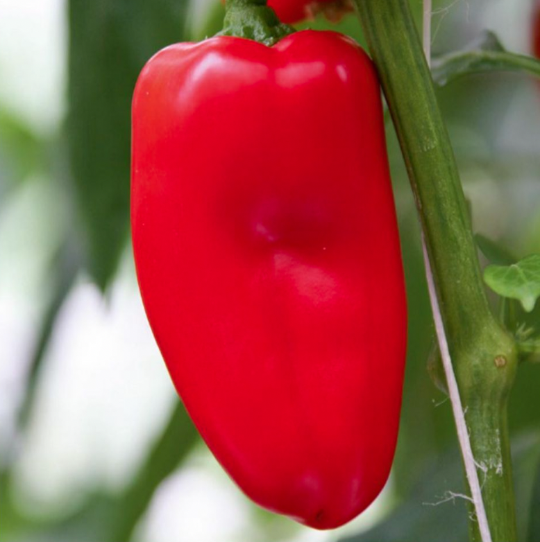 Poivron Piccolo rosso