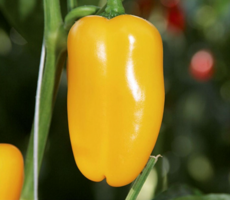 Poivron Piccolo jaune