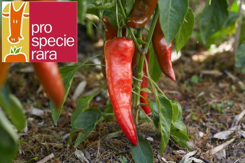 Poivron Corno di Bue rouge