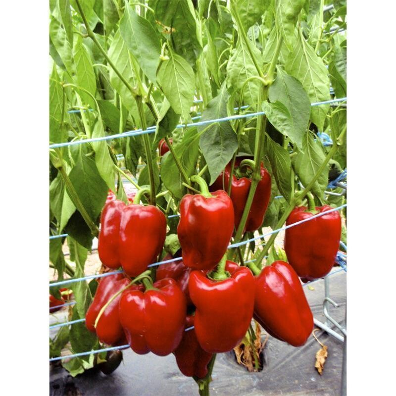 Poivron Quadrato Asti Rosso