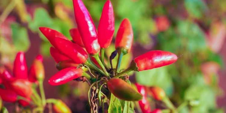 Piment Tabasco