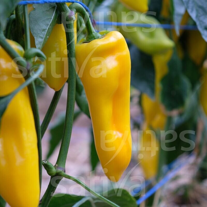 Poivron Oro