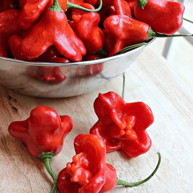 Piment cloche