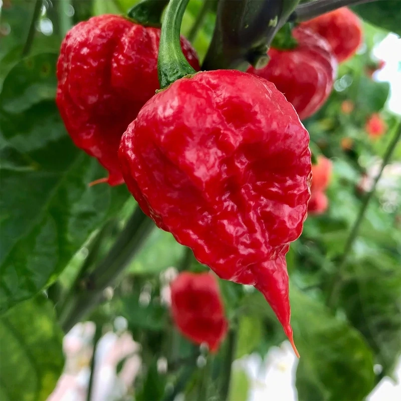 Piment Carolina reaper