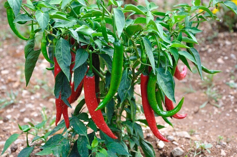 Piment de Cayenne