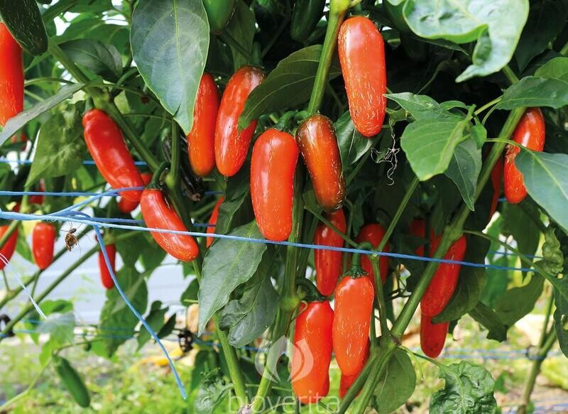 Piment Jalapeno