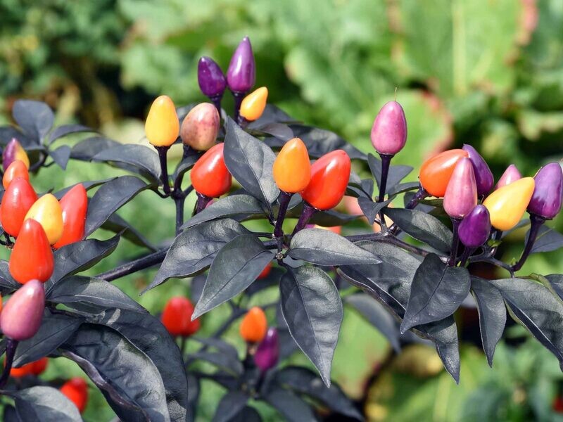 Piment Lila luzzi
