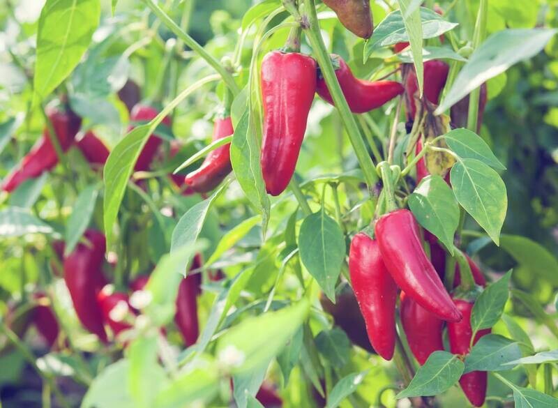 Piment Gorria (d&#39;Espelette)