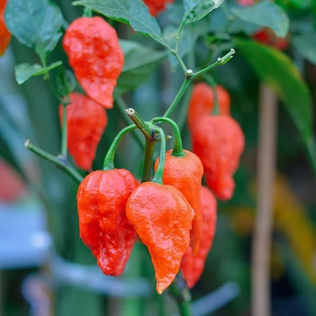 Piment Naga Jolokia