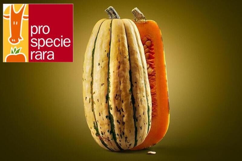 Courge Bush Delicata