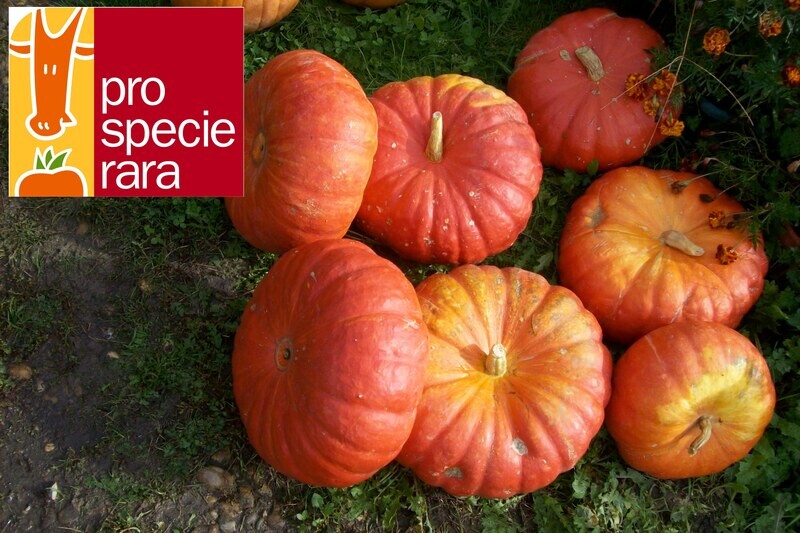 Courge Rouge Vif d&#39;Etampes