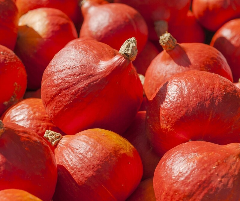 Courge Potimarron