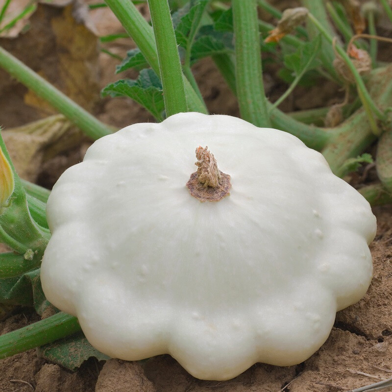 Pâtisson blanc