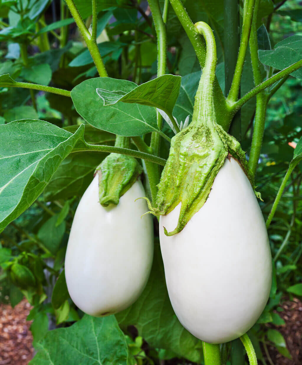 Aubergine greffée blanche