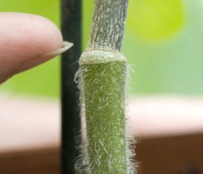 Aubergines greffées