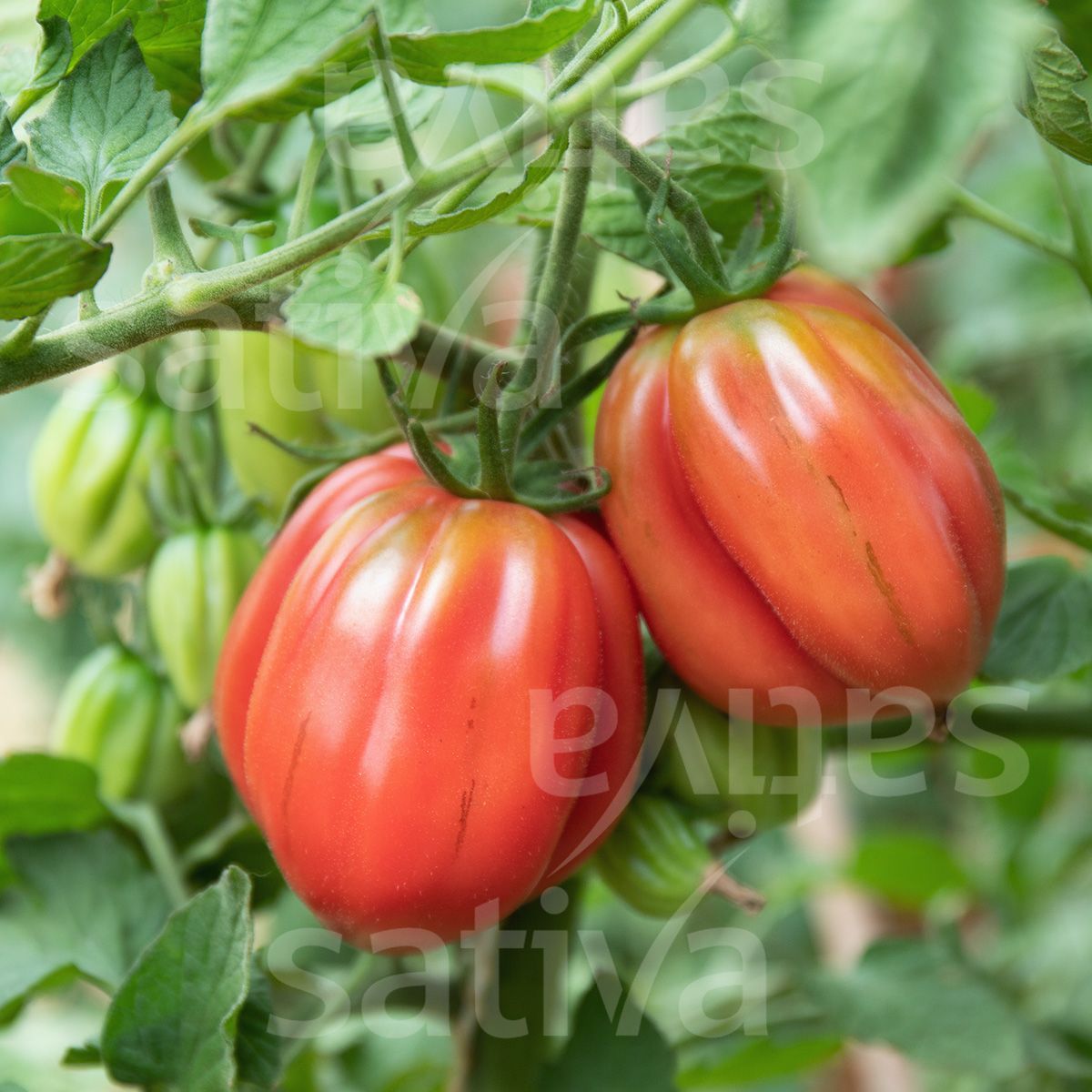Tomate coeur de boeuf Albenga (greffée)