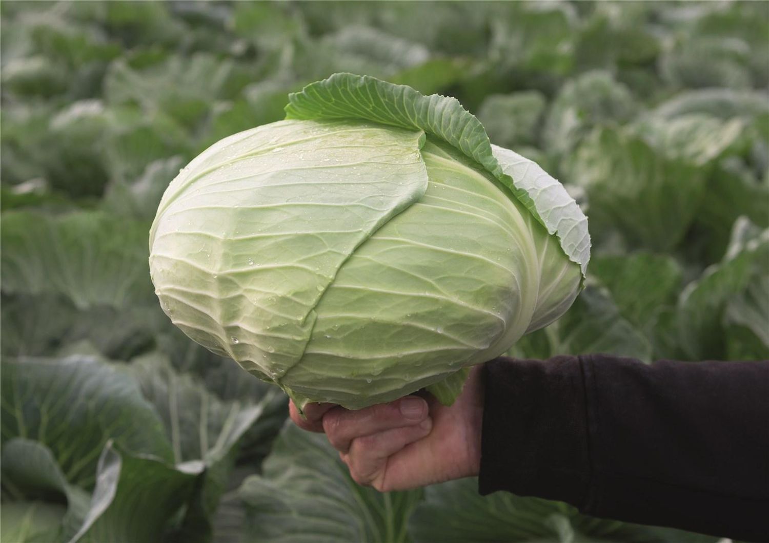 Chou blanc d&#39;été (6p)