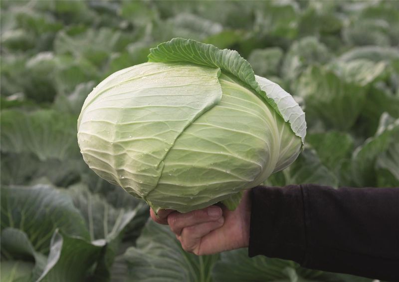 Chou blanc d&#39;été (6p)