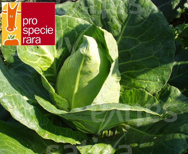 Chou pointu d&#39;été (6p)