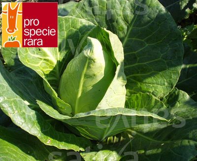 Chou pointu d'été (6p)