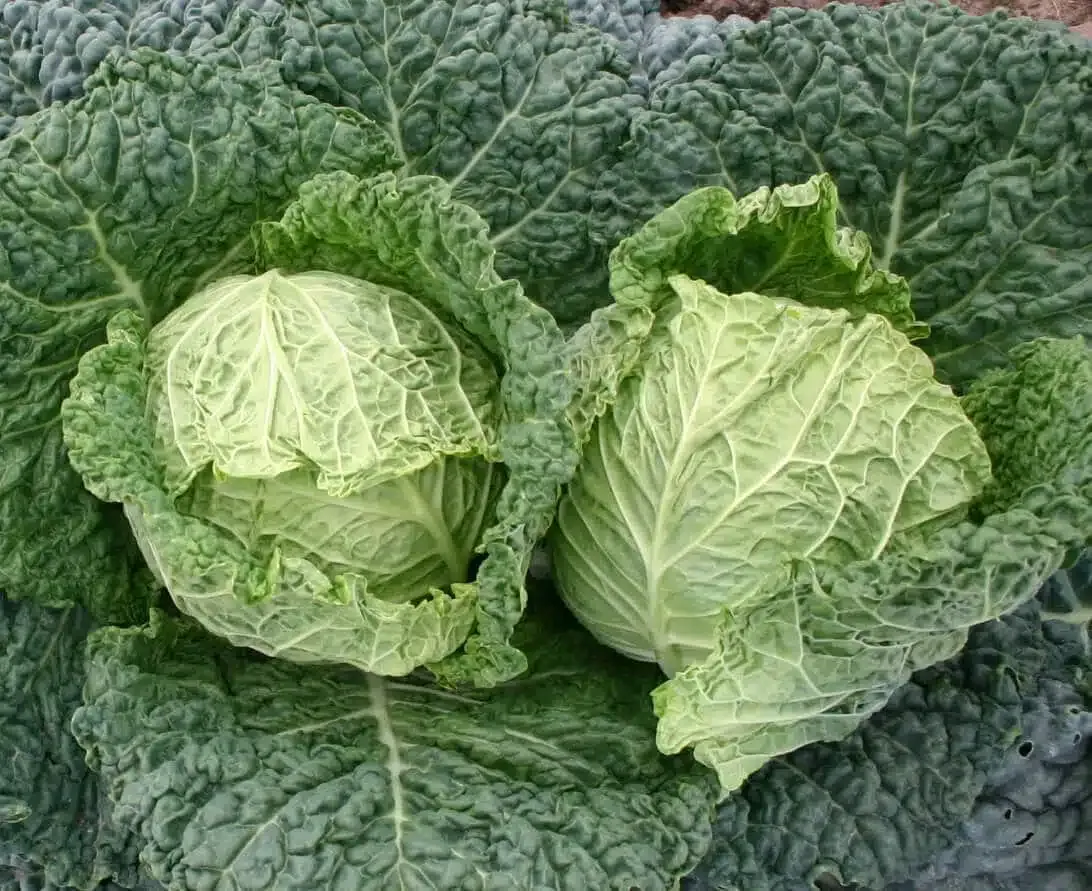 Chou frisé d&#39;été (6p)