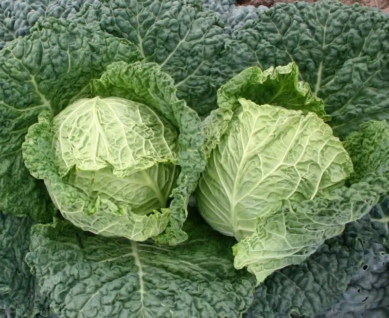 Chou frisé d&#39;été (6p)