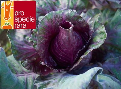 Chou rouge pointu (6p)