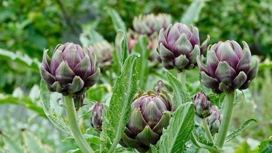 Artichaut violet