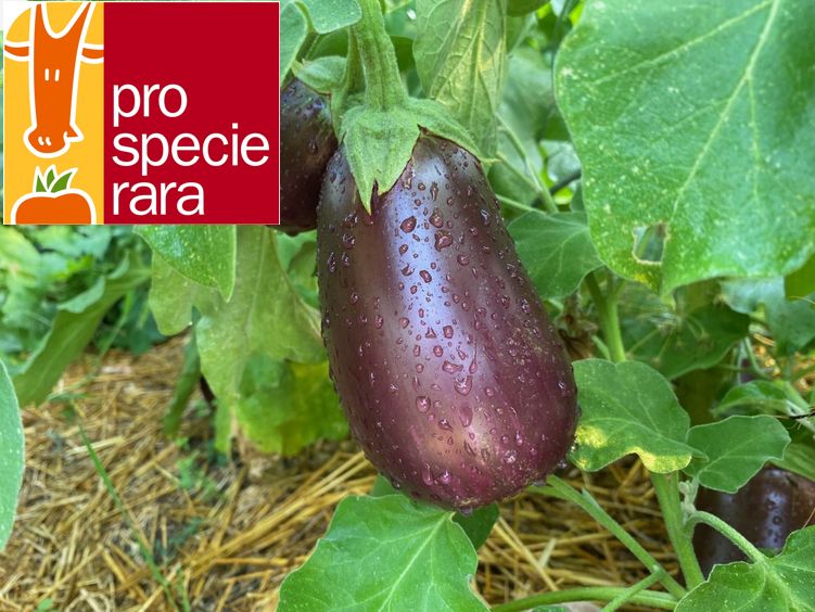 Aubergine Imperial Black Beauty
