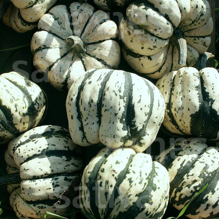 Courge Patidou