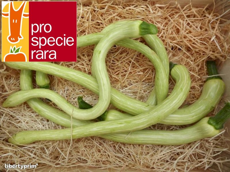Courgette Trompette d&#39;Albenga