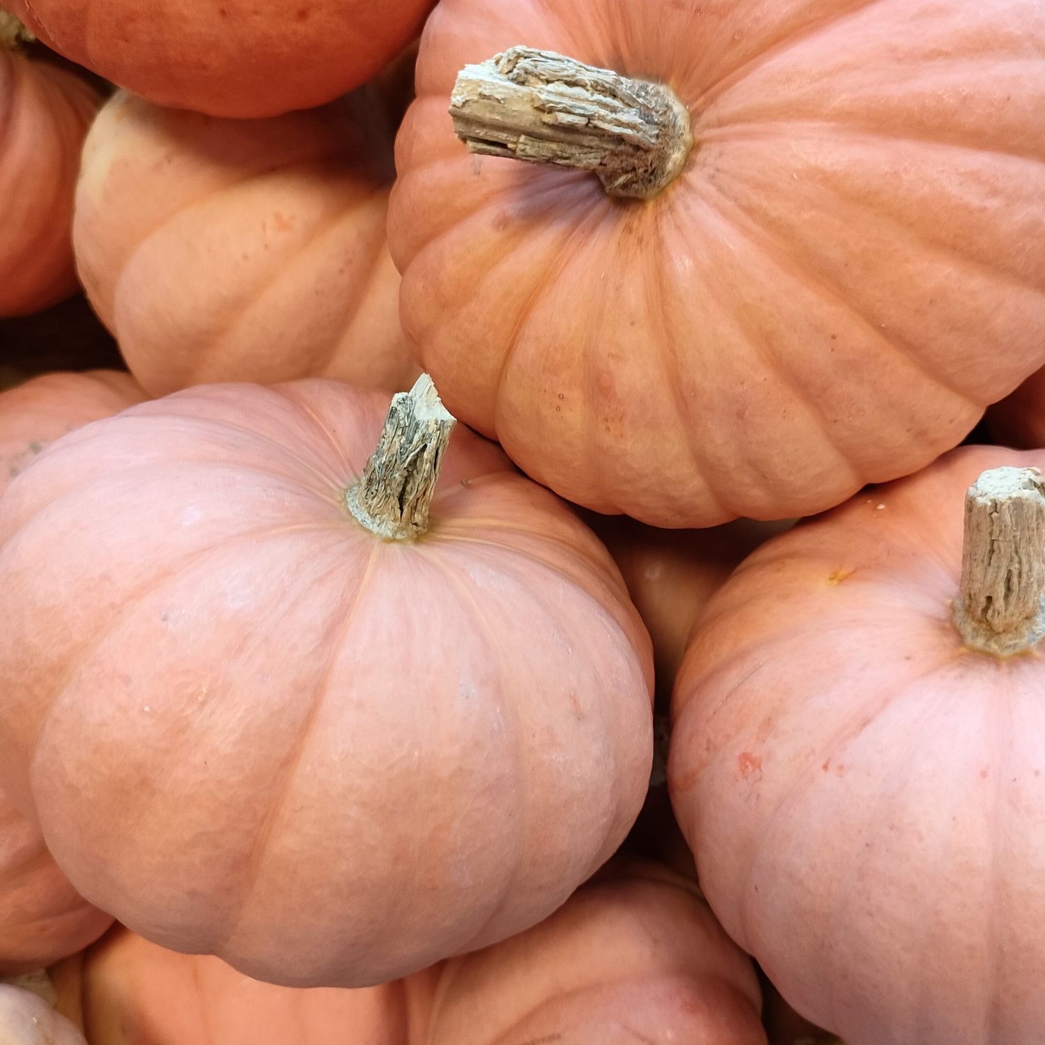 Courge Miss Sophie Pink