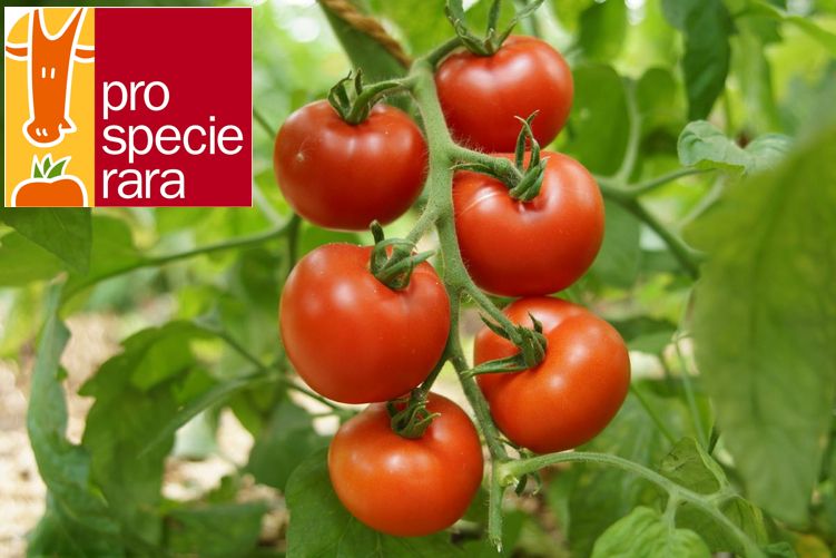 Tomate Merveille des marchés