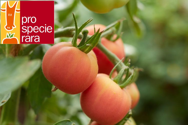 Tomate-Pêche