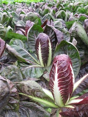 Chicorée trévise (6p)