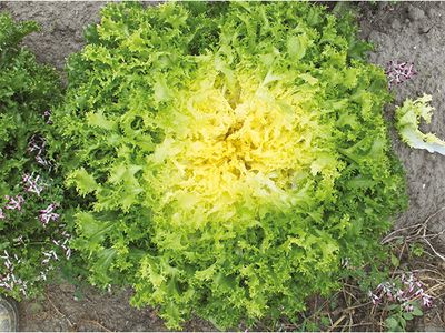 Scarole frisée (6pce)