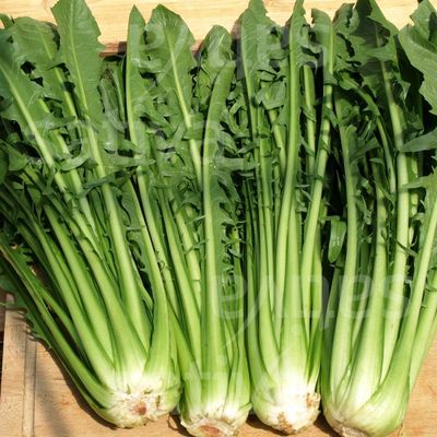 Chicorée Catalogna (6p)