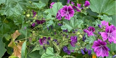 Mauve bleue (6p)