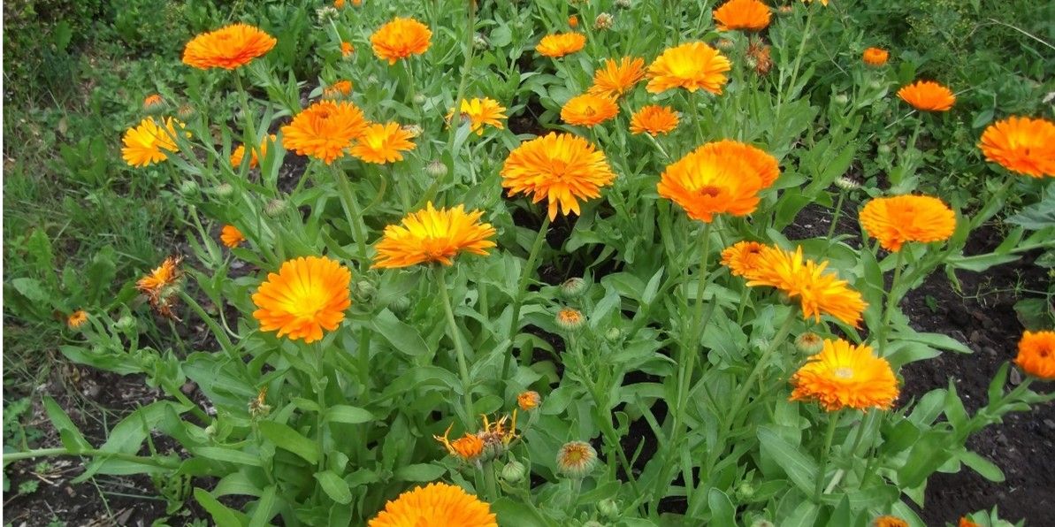 Soucis, Calendula Officinal (6p)