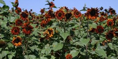 Tournesol en mélange (6p)