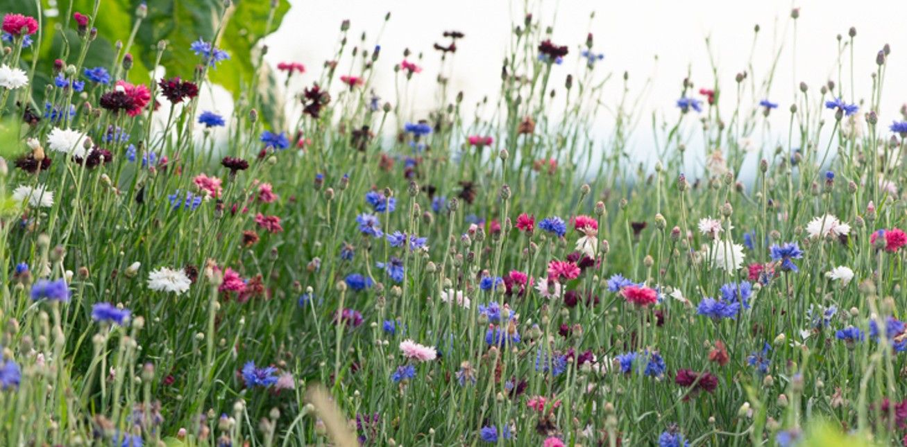 Bleuets en mélange (6p)