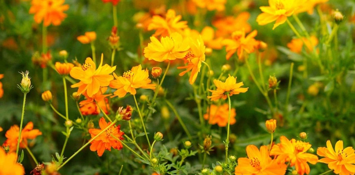 Cosmos orange (6p)
