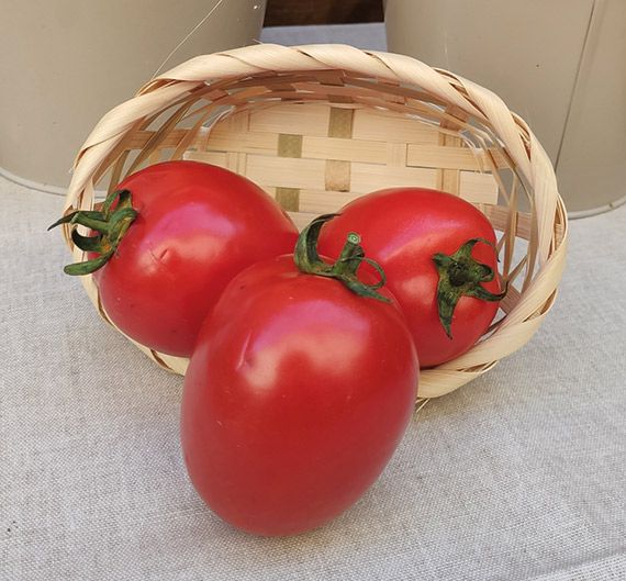 Tomate sauce Roma